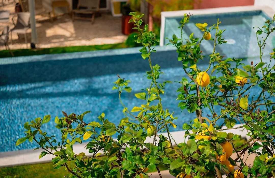 Jardim Da Lapa By Shiadu-1